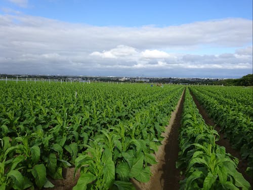 赤塚の畑