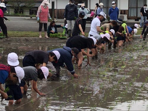 「田植え」 しっかりと手で植えました!