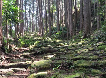 ヒノキ林に石畳が続く熊野古道伊勢路
