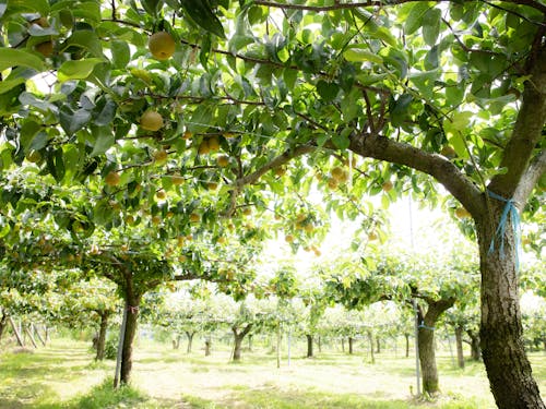 梨狩り体験しましょう!