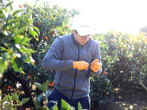 みかん収穫作業の様子