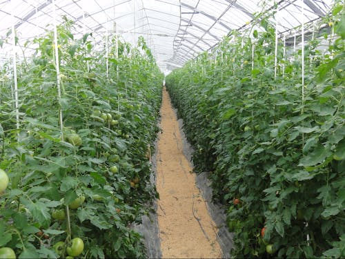 トマトの生産