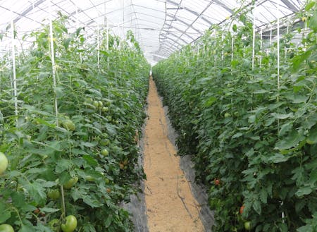トマトの生産