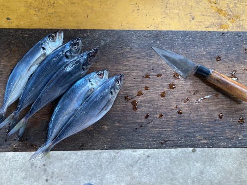 干物開きに挑戦