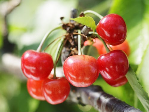 山形県：さくらんぼ