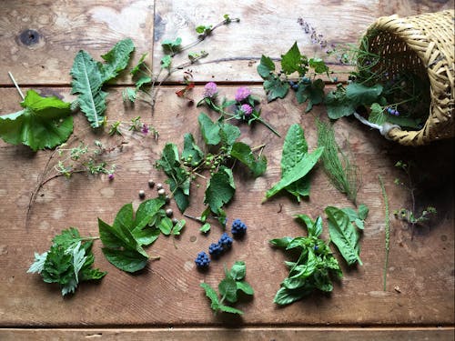 飛騨の秋の薬草たち