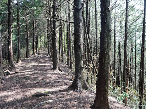 美しい祇園山の登山道