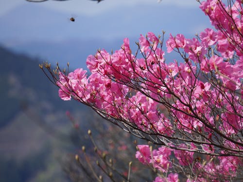 高所に咲く春のアケボノツツジ