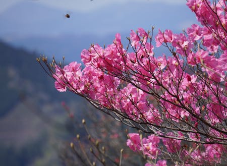 高所に咲く春のアケボノツツジ