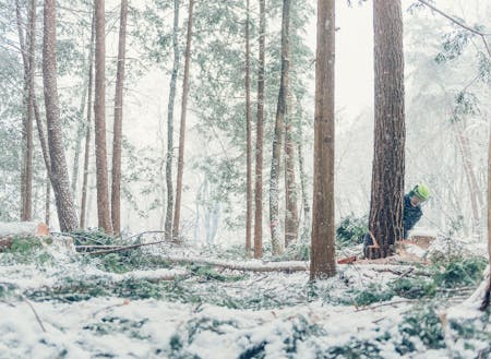 雪が降る中、アカマツの木を伐る木こり