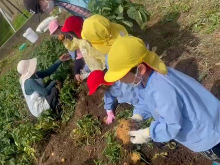 見島ファームのジャガイモ畑で保育園児たちが収穫体験＾＾