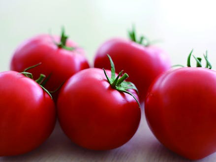 就農研修の対象作物のトマト