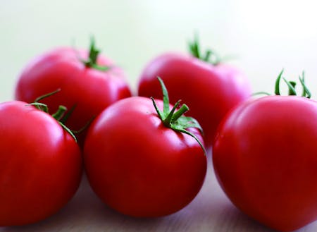 就農研修の対象作物のトマト