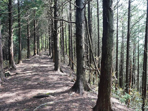 美しい祇園山の登山道