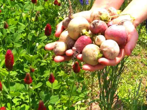 自分で収穫した野菜を食べるのもまた、格別です