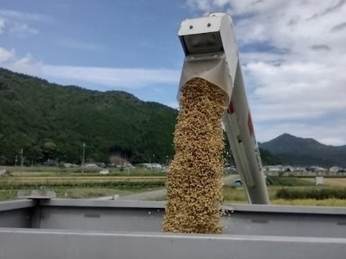 その場で脱穀まで完了。