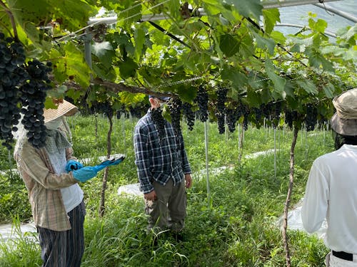 近くのワイナリーの収穫ボランティア❗️武蔵ワイナリー!