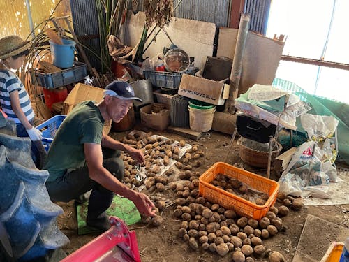 ジャガイモの乾燥作業。種植え、収穫以外の作業もたくさん!