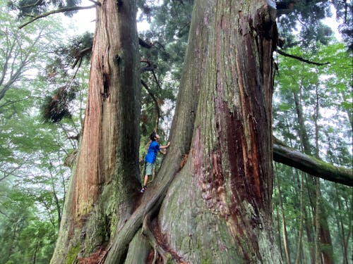 樹齢1,000年を越える木々に囲まれて◎常にいのちの繋がりを感じる環境が日常にあります