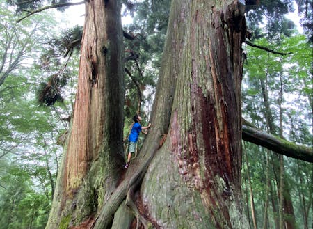 樹齢1,000年を越える木々に囲まれて◎常にいのちの繋がりを感じる環境が日常にあります