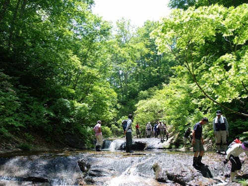 世界有数のブナ林恵みの森のシャワートレッキング