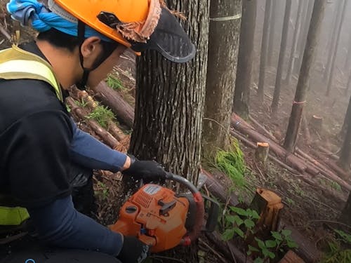 チェンソーを入れて伐採していきます
