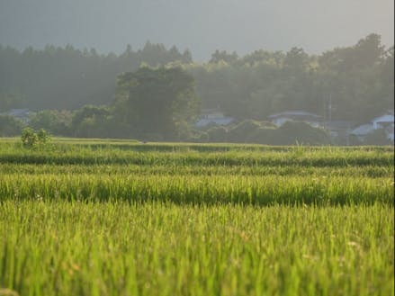福島市の田園風景。市の西部にはこのような田園が広がっています。