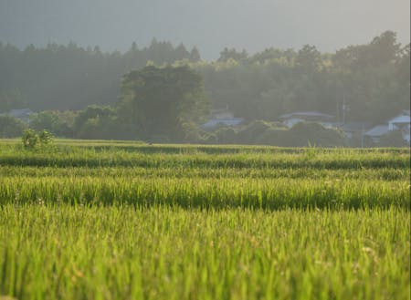 福島市の田園風景。市の西部にはこのような田園が広がっています。