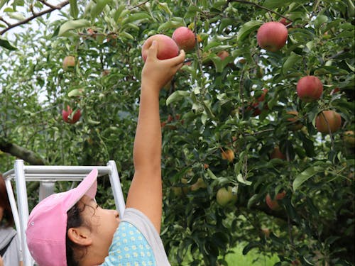 時期によってはリンゴ狩りも