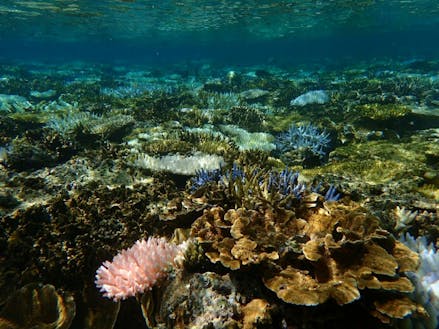 美しいサンゴ礁と色とりどりの魚に出会える海