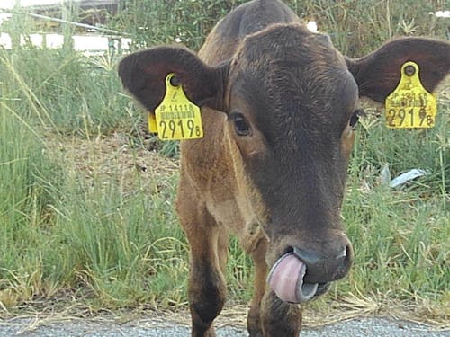 ヒトよりも牛やヤギが多い島