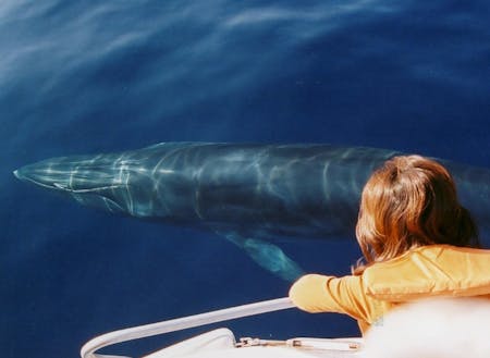 砂浜美術館の館長は太平洋を泳ぐニタリクジラ