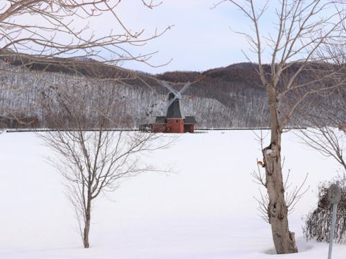 オフシーズンのチューリップ公園。雪の下には球根がびっしり植えてあります。
