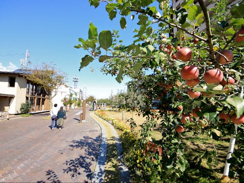 街中のシンボル「りんご並木」は市民の憩いの場です