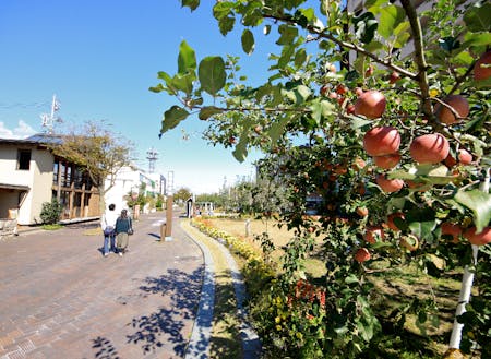 街中のシンボル「りんご並木」は市民の憩いの場です