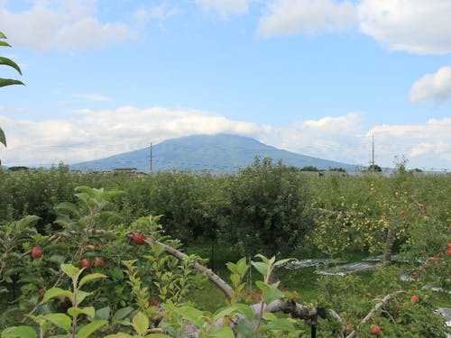 あそべるりんごえんのやぐらから見える岩木山