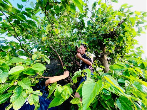 島桑の実をつまみぐい！