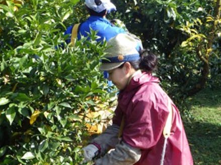 北川村は全国有数のユズの産地。支援制度も充実。