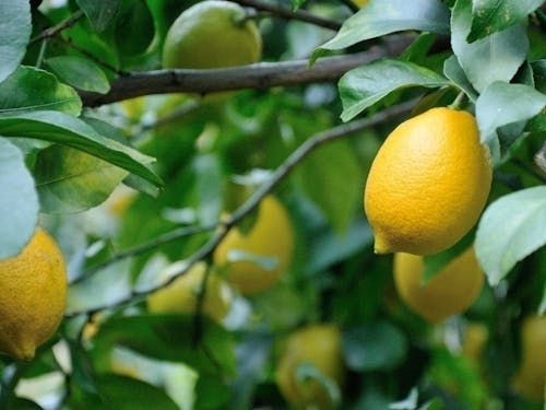 小田原の柑橘を使った商品が人気!《小田原》