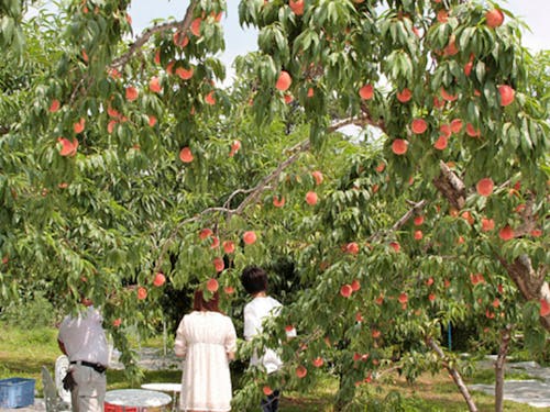 桃の生産が盛んな福島市