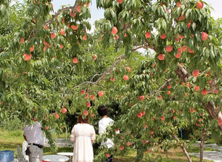 桃の生産が盛んな福島市