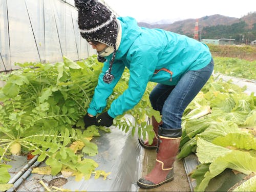 冬野菜の収穫