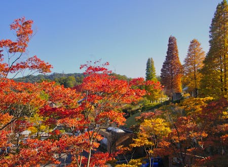 琵琶湖はなくとも圧倒的な山々の情景がある甲賀市。