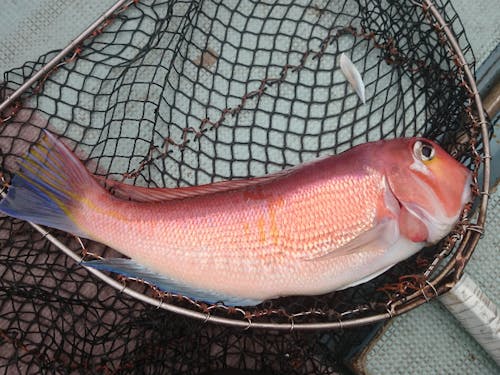 萩市が全国に誇るブランド・あまだい。美しい姿にうっとり。