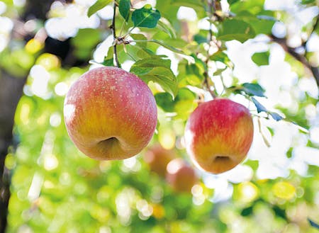 嘉麻市には九州りんご村があります