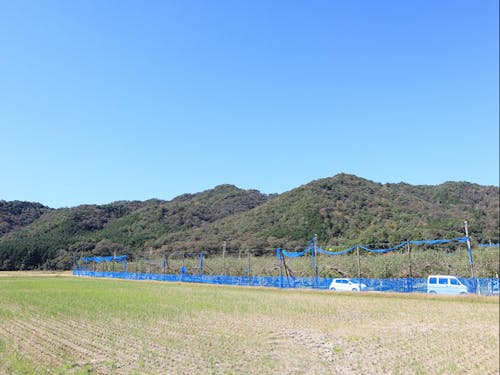 稲刈りが終わる頃、りんごは最盛期を迎えます。