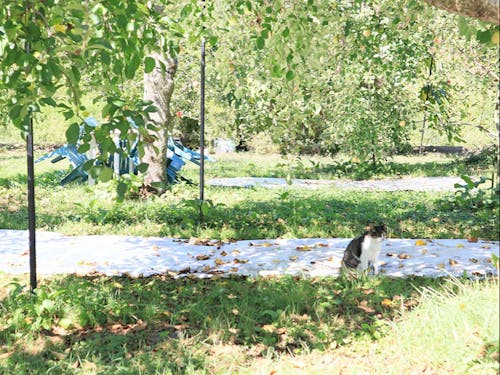 ふらりとりんご園にやってきた猫は、今やパートナー。