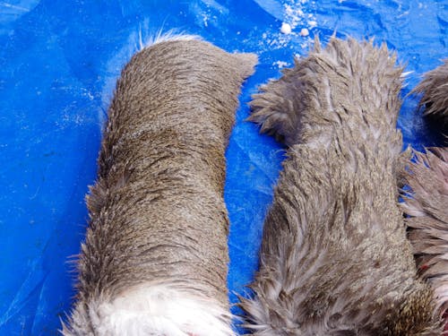 これをタンナー（鞣し加工所）に持っていって革にしてもらいます。