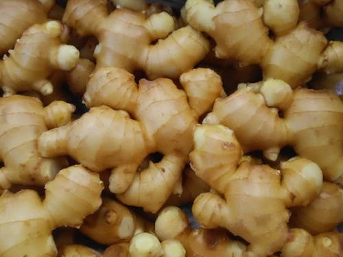 高知の在来種「土佐一生姜」。辛味はマイルド、肉厚な生姜です。