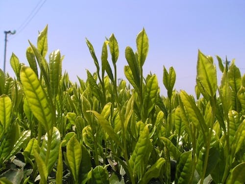 げんきいっぱい(茶団地)